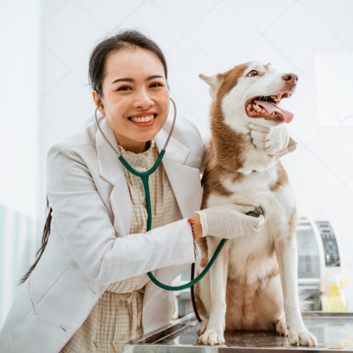 Veterinarian Jobs in Arizona